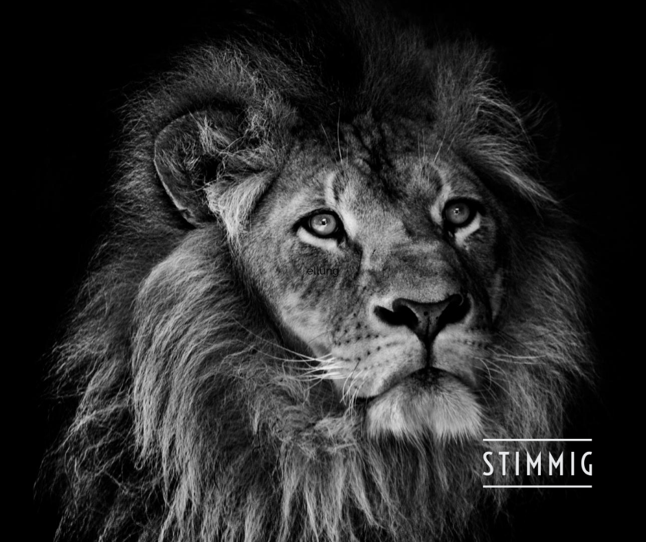 Man sieht das Gesicht des Löwen, den kraftvollen, wachen, aufmerksamen Blick, das ganz "Im-Moment-sein"